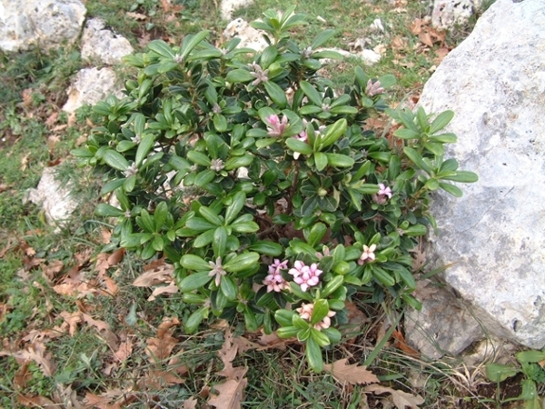 Daphne sericea / Dafne olivella